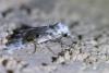Meganola albula
